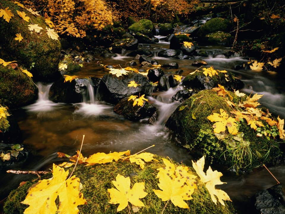 Autumn Stream Great Smoky Mountains National Park