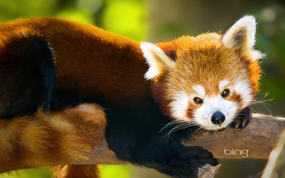 Red Panda Resting On Branch Wildlife Nature Photography