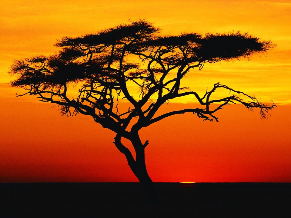 Africa Sunset Acacia Tree Savanna Silhouette