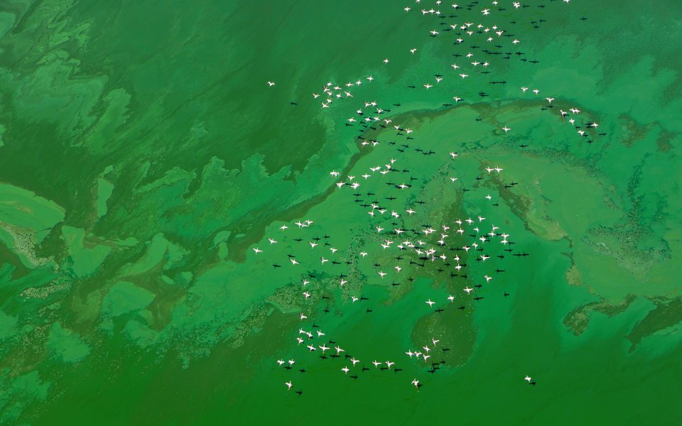 高空航拍青绿湿地湖面群鸟齐飞生态景观