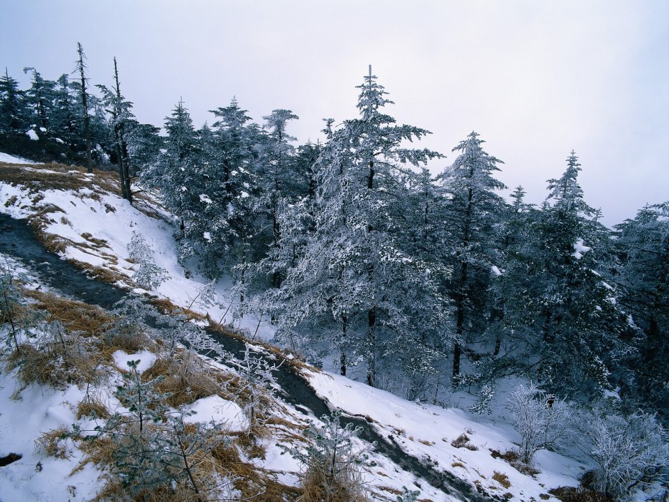 China Winter Alpine Rime Conifer Forest Snow Scenery