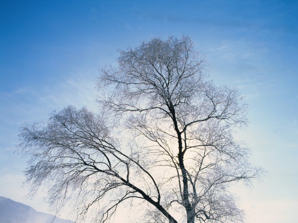 Chinese Winter Rime Tree Clear Blue Sky Natural Scenery