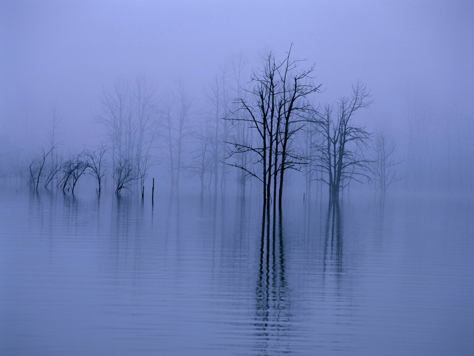 China Winter Foggy Lake Bare Trees Natural Scenery