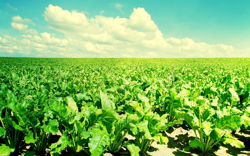 Sunny Sky Green Sugar Beet Field Rural Landscape