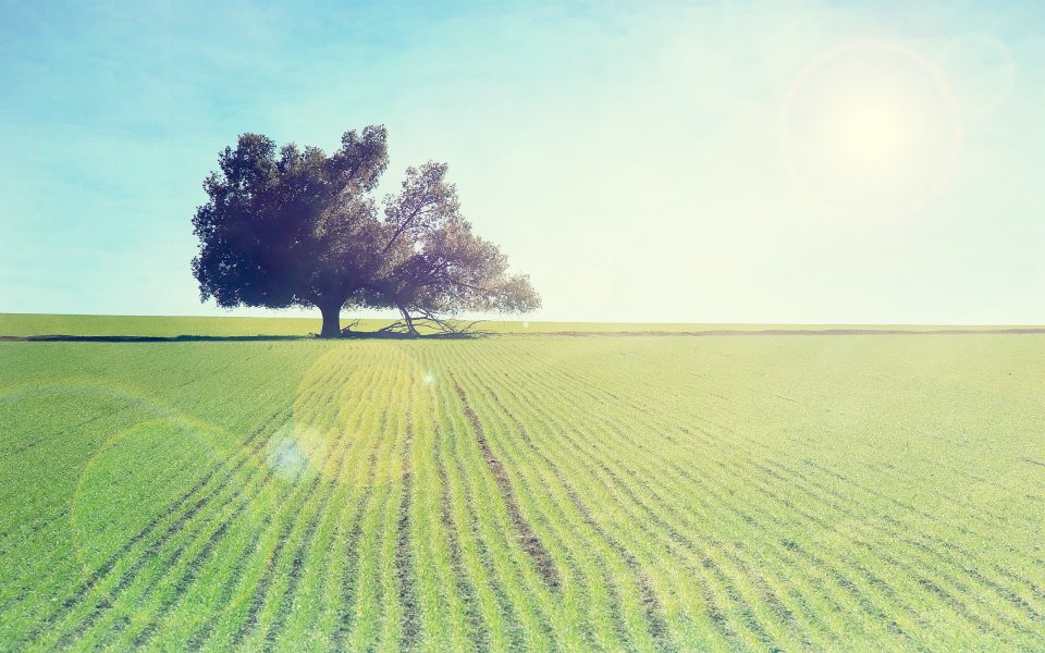 Solitary Tree In Spring Green Farmland Sunny Landscape