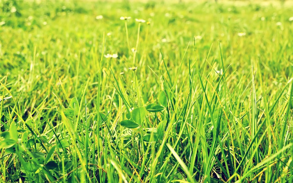 Bright Sunlight Green Meadow Small White Daisy Closeup Photo