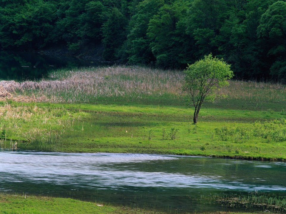 China Spring Wetland Riverside Single Tree Natural Landscape
