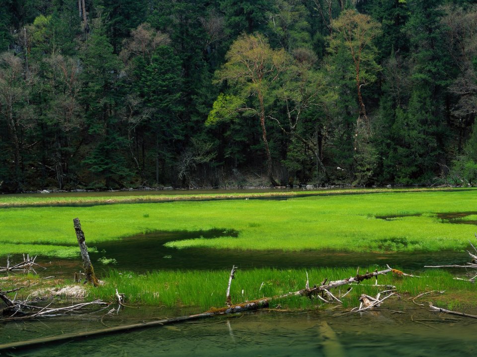 China Primeval Forest Wetland Meadow Natural Scenery
