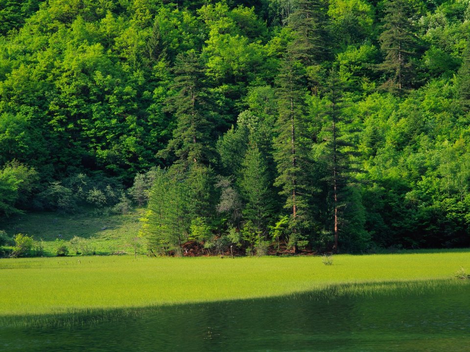 Chinese Primeval Forest Lake Meadow Green Natural Scenery