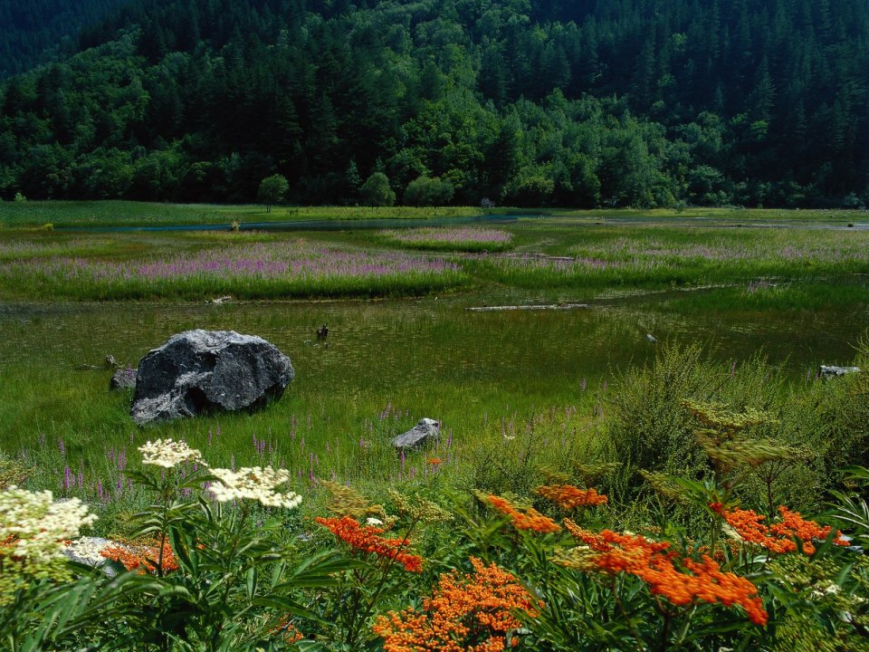 China Mountain Wetland Meadow Summer Wildflowers Natural Scenery