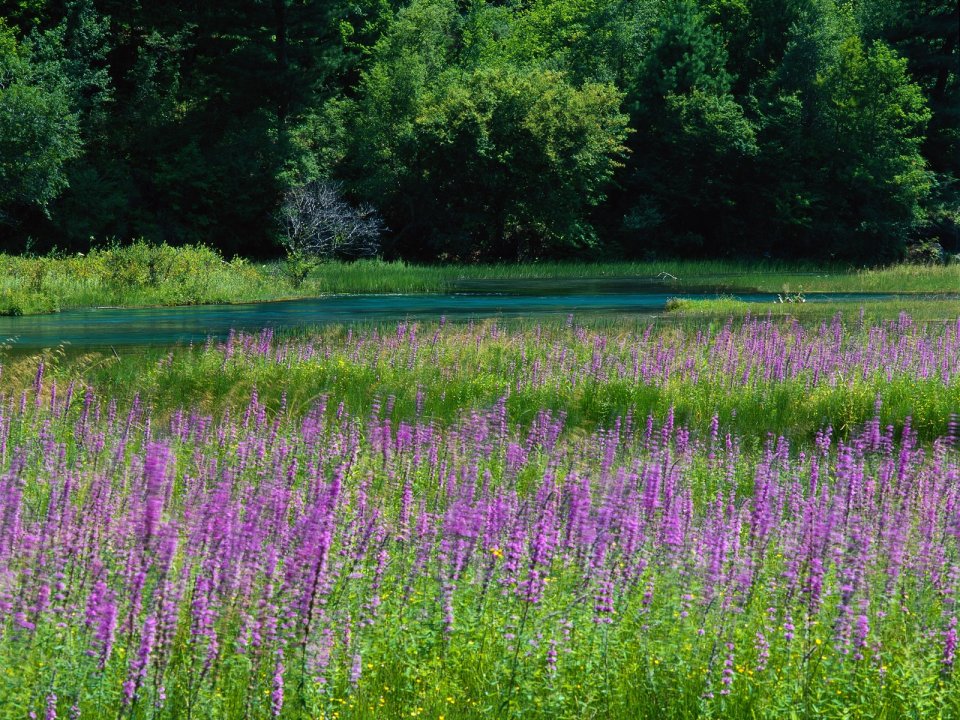 Purple Loosestrife Flower Field Lake Forest Natural Scene China