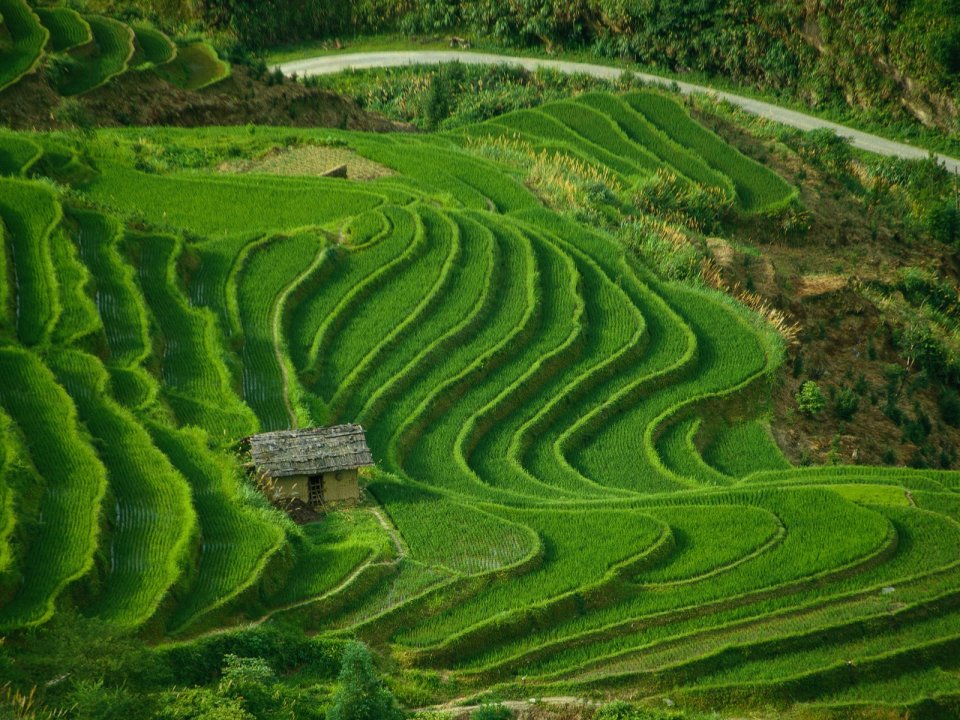 China Green Rice Terrace Rural Idyllic Landscape
