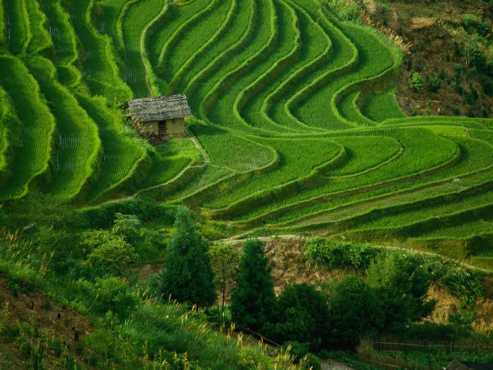 China Green Terraced Fields With Thatched Cottage Landscape