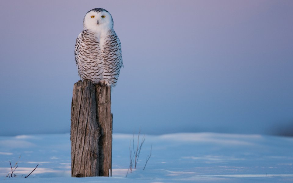 Snowy Owl Perched On Wooden Post In Arctic Snowfield At Dusk
