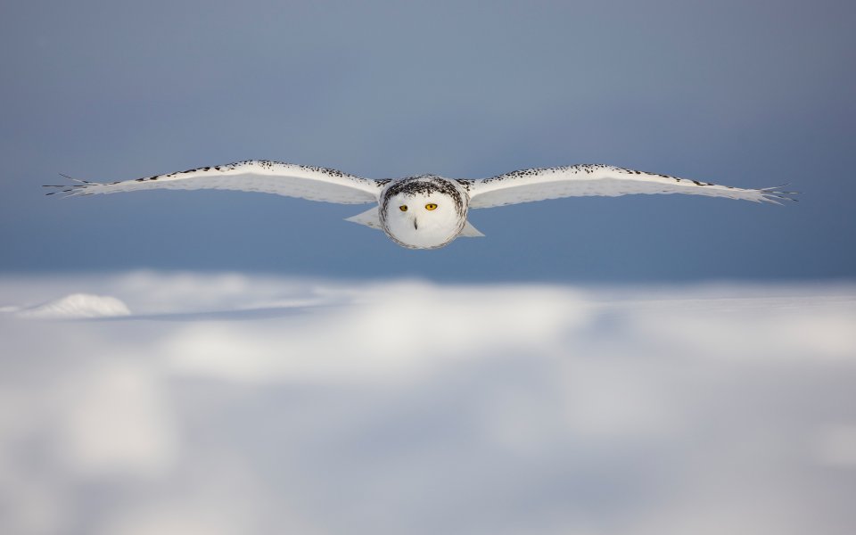 Arctic Snowy Owl Flying Over Snowfield