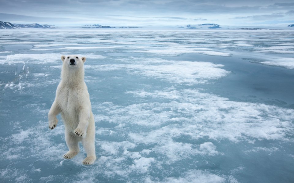 Polar Bear Standing On Arctic Sea Ice Polar Landscape