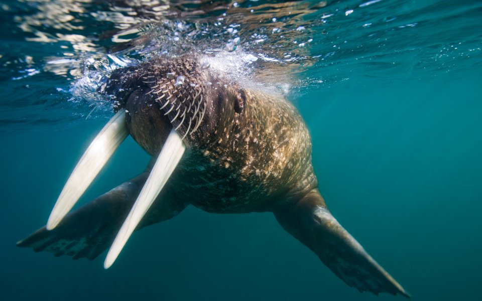 Walrus Underwater Closeup Arctic Ocean