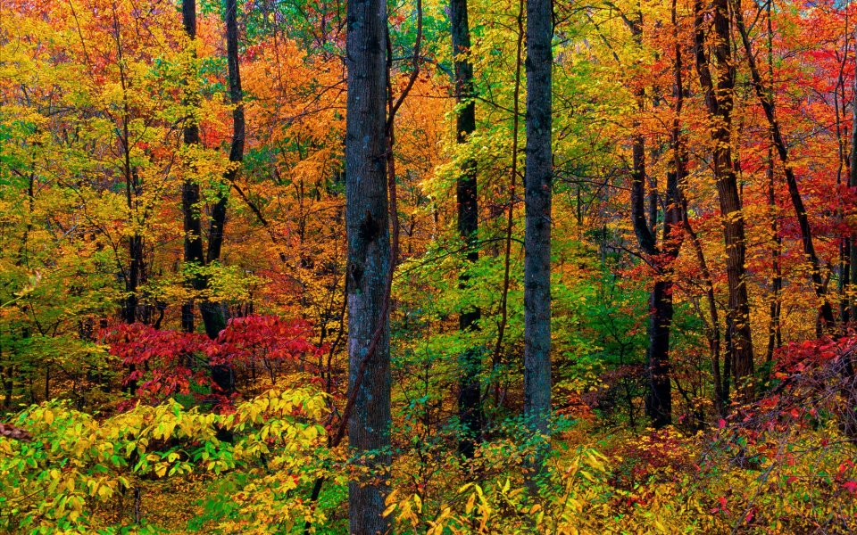 Autumn Forest Blue Ridge Mountains Virginia