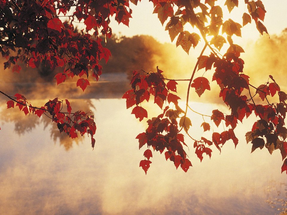 Autumn Maple Leaves At Sunrise Mist