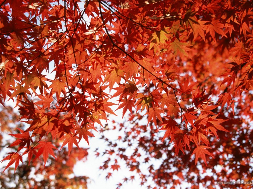 秋日晴空仰拍透光红枫叶秋景壁纸