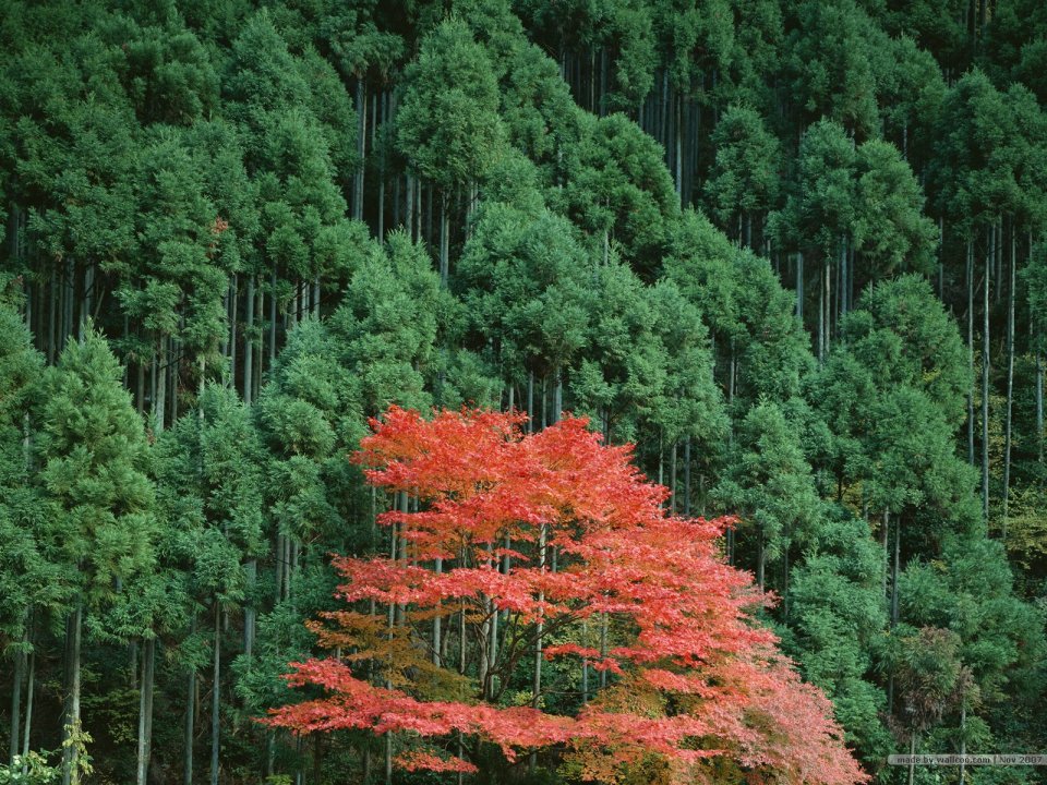 Autumn Landscapes: The Science of Seasonal Colors