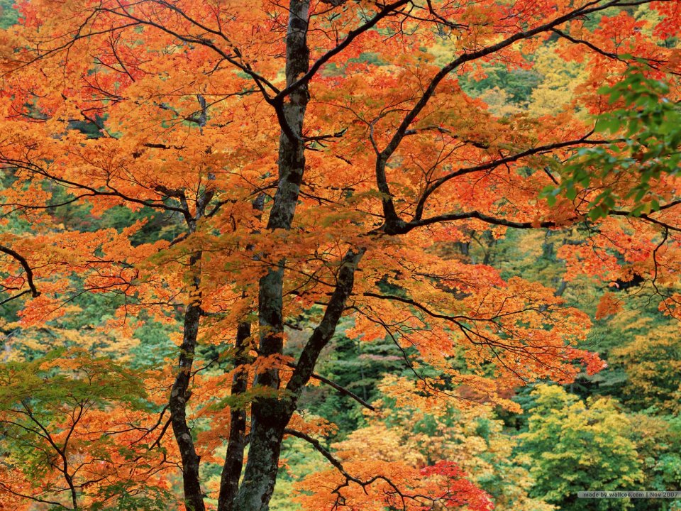 秋日层林尽染红枫山林自然风光