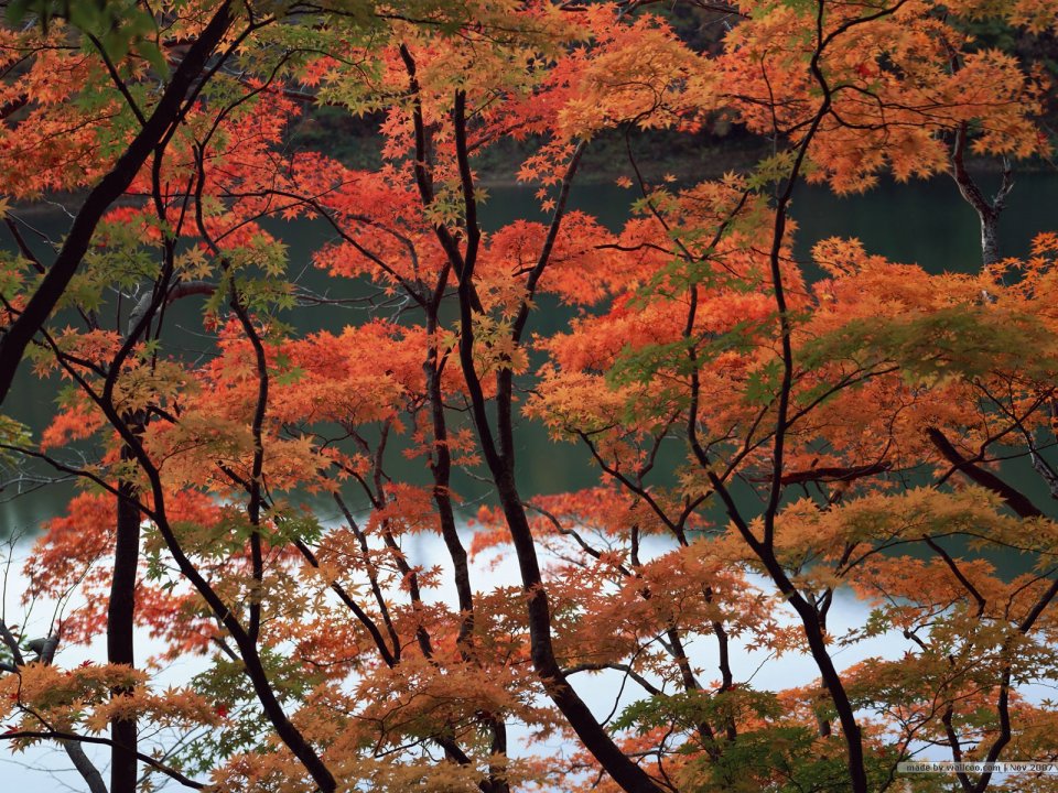 Autumn Lake Side Red Maple Scenery