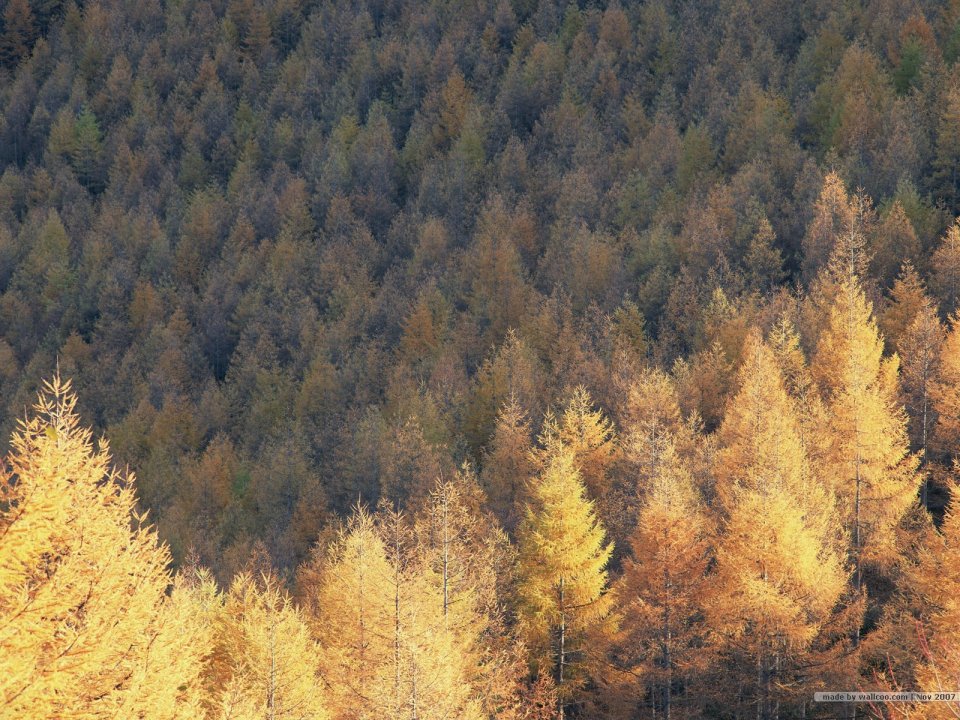 Autumn Golden Larch Forest Mountain Scenery