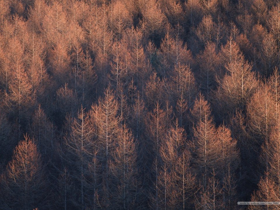 Autumn Warm Light Larch Forest Overlooking Landscape