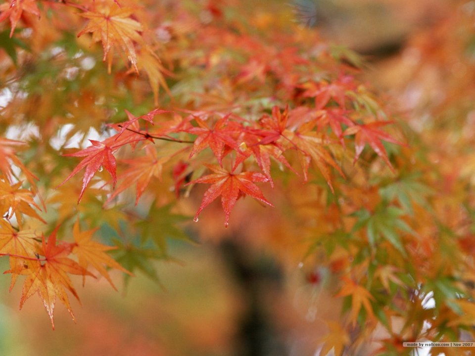 秋季雨后带水珠红枫叶特写