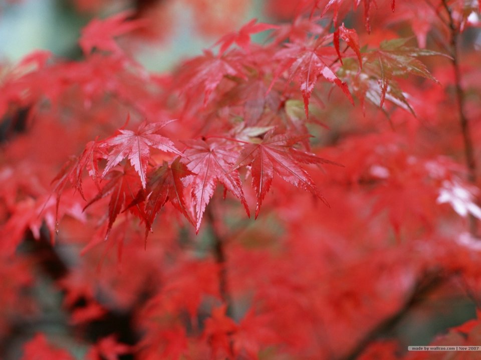 Autumn Rain Wet Red Maple Leaves Closeup