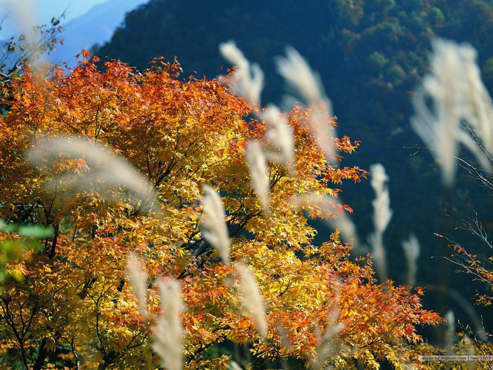 Autumn Mountain Scene With Red Maple And Pampas Grass
