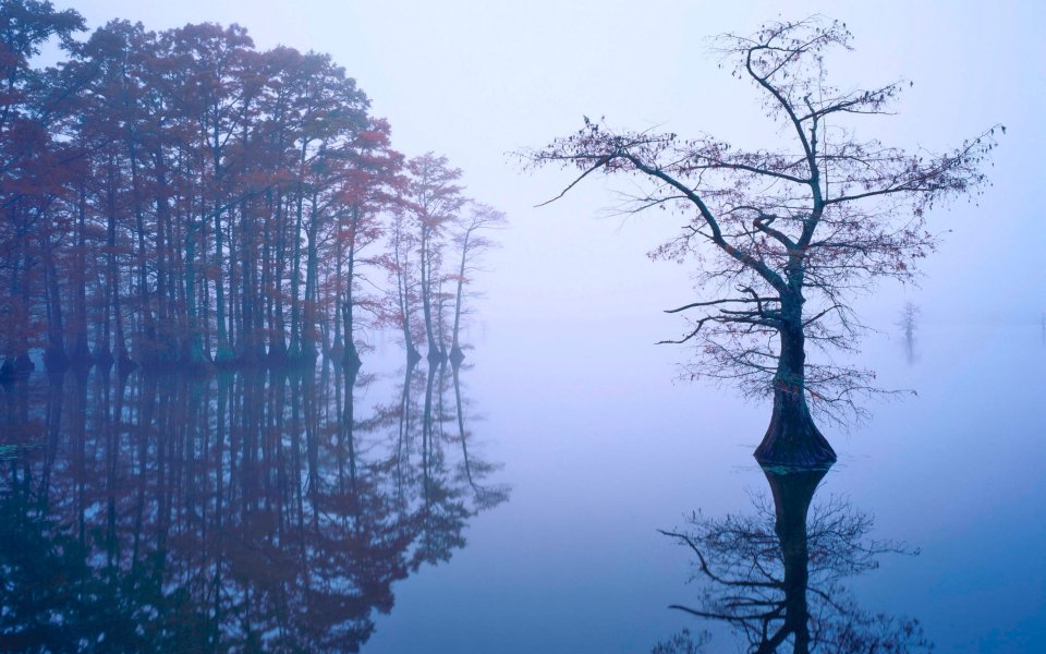 Bald Cypress In Fog Reelfoot Lake Tennessee