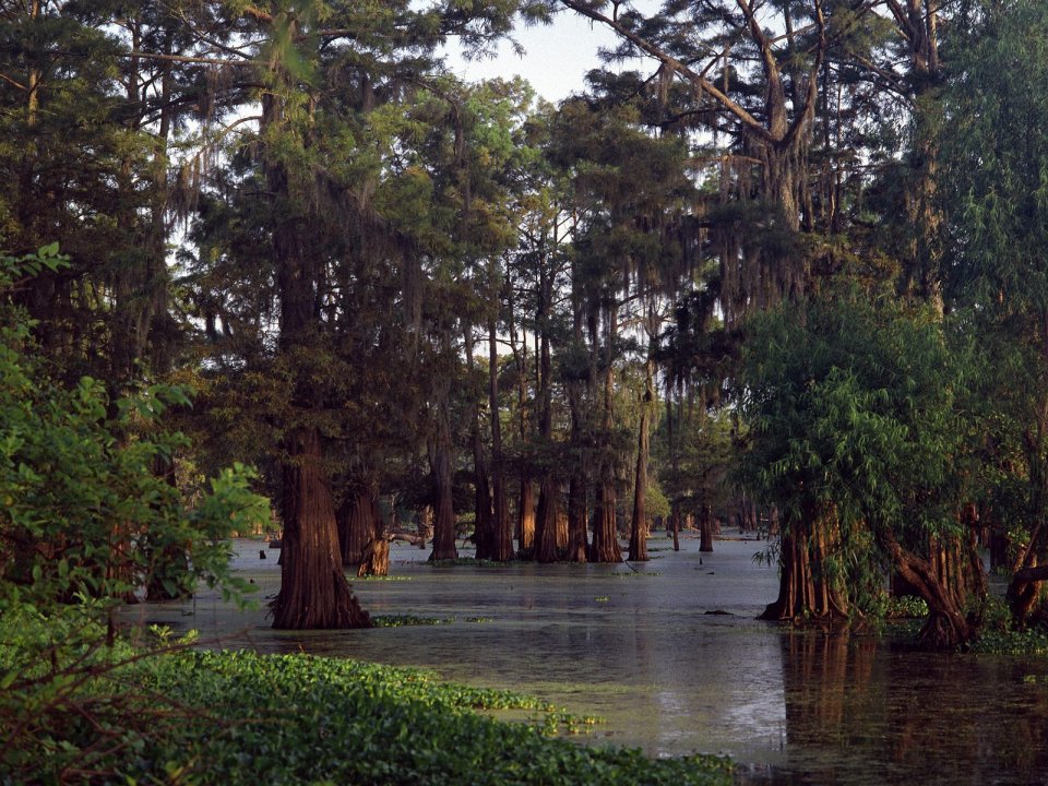 Bald Cypress Trees At Sunset Louisiana Swamp Landscape