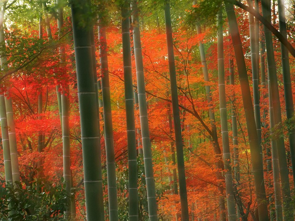 Kyoto Arashiyama Park Autumn Bamboo Forest Red Maple Scenery
