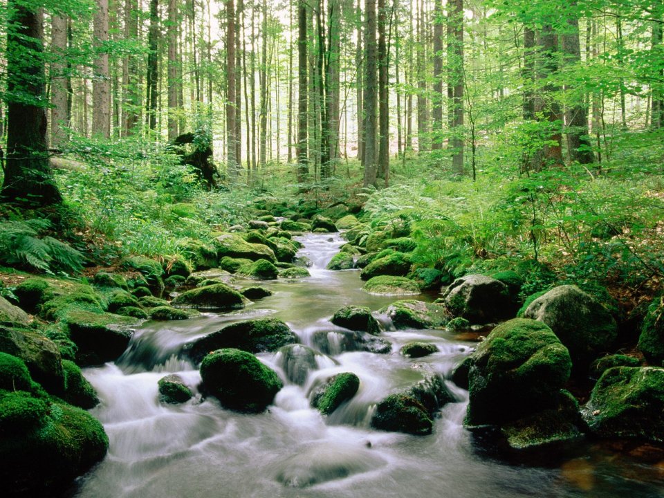 Bayerischer Wald National Park Germany Stream