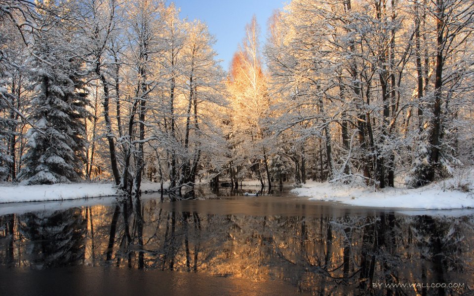 Winter Snow Forest Stream Morning Sunlight Landscape
