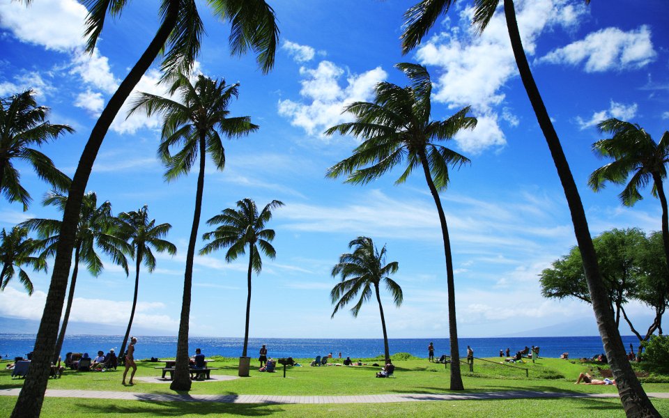 Hawaii Tropical Coastal Park Palm Tree Seaview Scenery