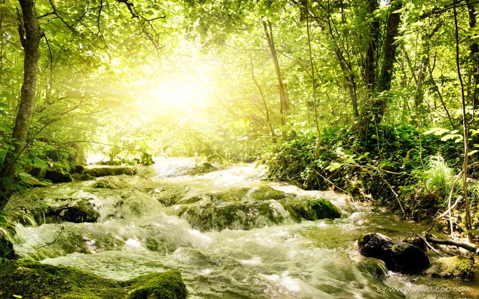 Sunlit Forest Stream Nature Scenery Wallpaper