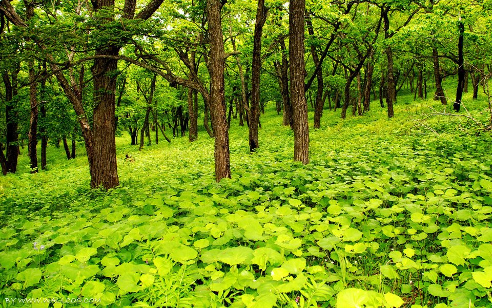 春日翠绿茂密阔叶森林自然风景