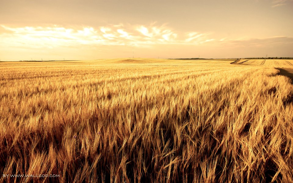 Sunset Vast Golden Wheat Field Natural Landscape