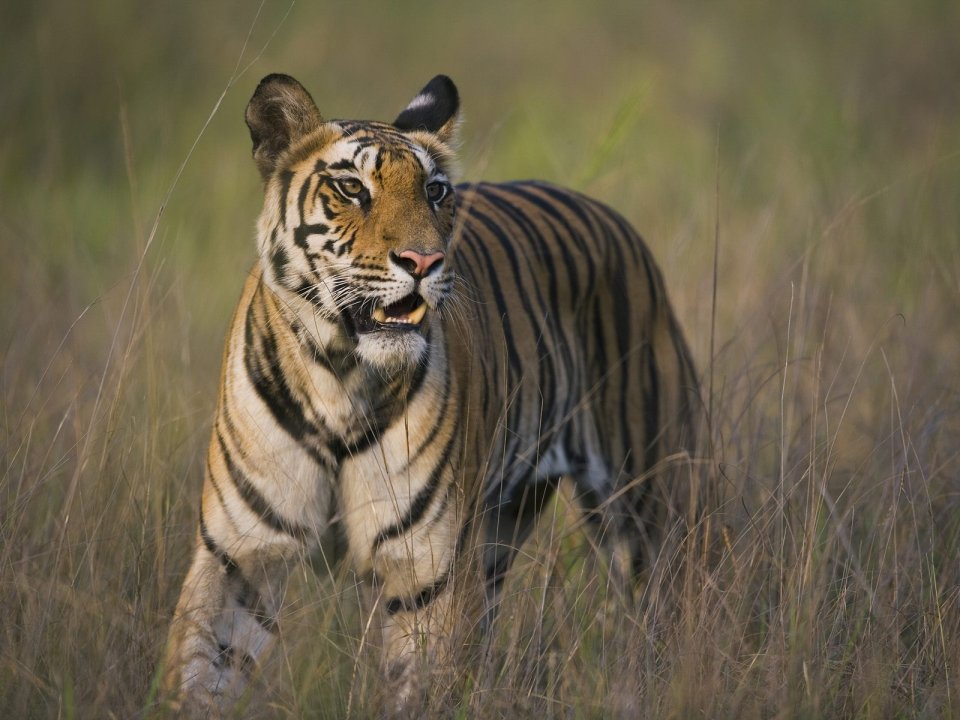 印度班达迦国家公园 干草丛中行走的孟加拉虎