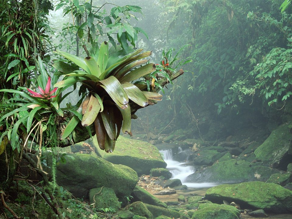 Bromeliads Bocaina National Park Atlantic Rainforest Brazil