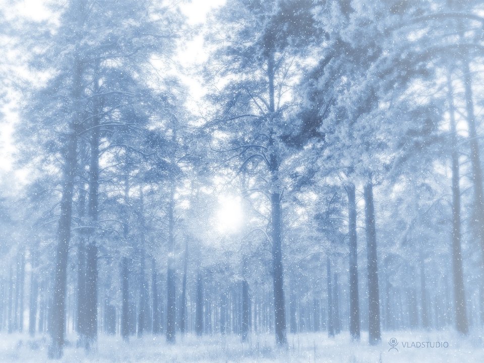 Dreamy Winter Forest Snow Scenery Wallpaper