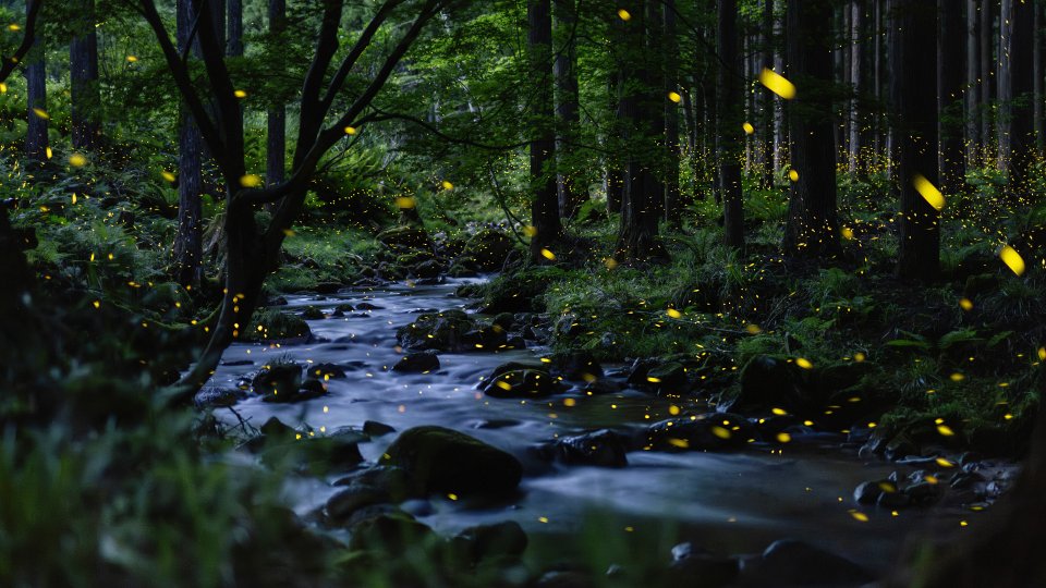 Fireflies Dancing In Japanese Forest Stream