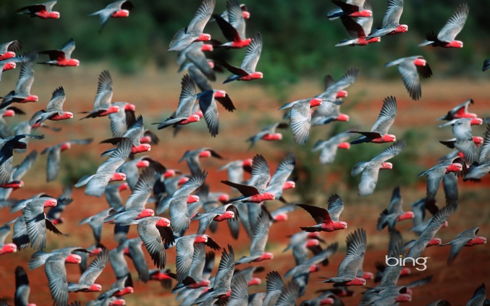 Flock Of Galah Cockatoos Flying Over Australian Red Outback