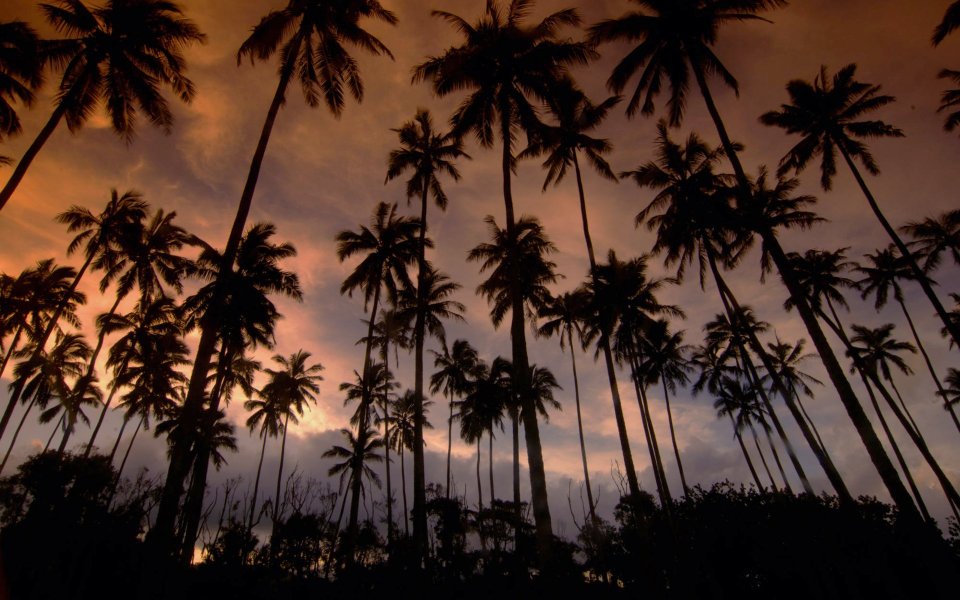 Coconut Dreams Kauai Hawaii Sunset
