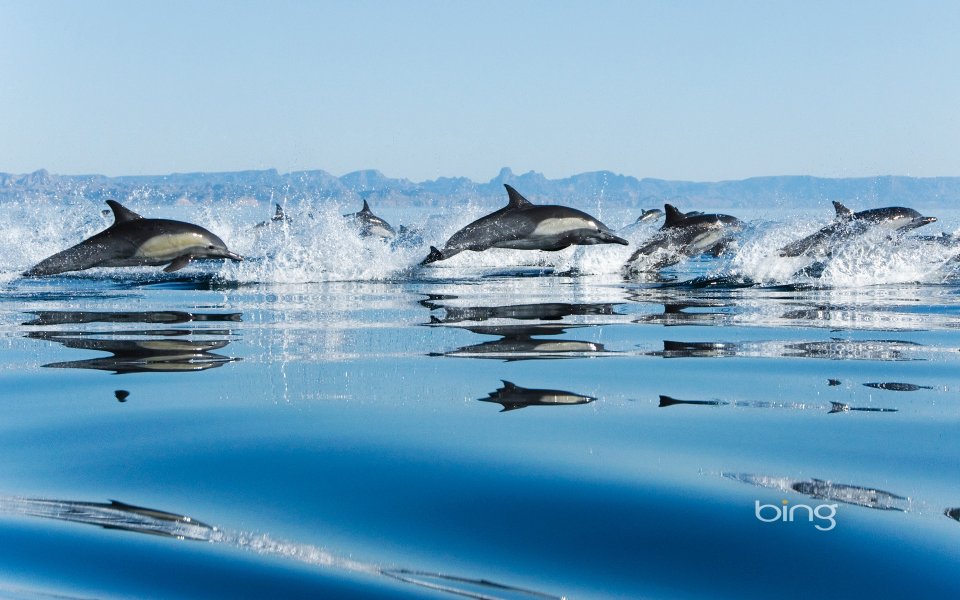 Common Dolphins Jumping Out Of Blue Sea Surface