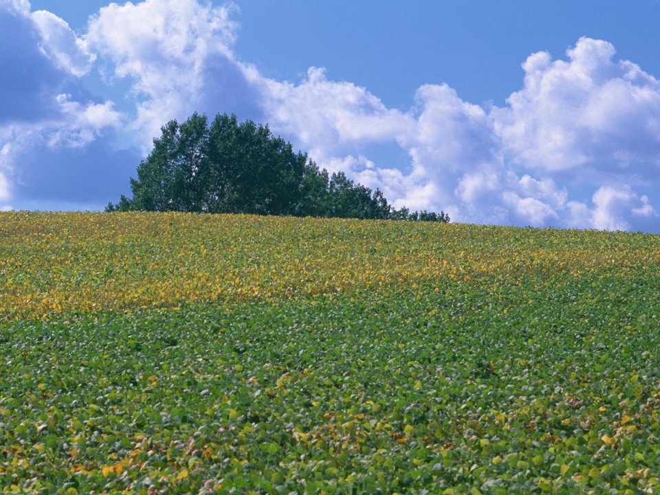 Blue Sky White Clouds Rural Farmland Landscape