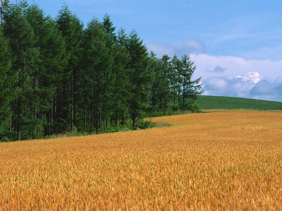 Rural Golden Wheat Field Conifer Forest Natural Landscape
